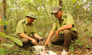 Nỗ lực ngăn chặn tình trạng săn bắt động vật hoang dã ở Đắk Lắk