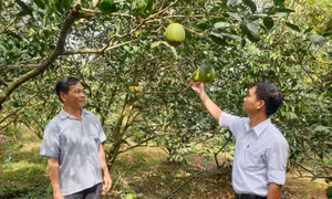 Vườn cam mật không hạt của ông Phạm Văn Đảo, ngụ tại ấp Tân Nhơn, xã Tân Thới, huyện Phong Điền (bên trái) được trồng theo hướng VietGAP mang lại hiệu quả kinh tế cao. Ảnh: baocantho.com.vn