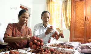 Vải trứng Hưng Yên đắt khách