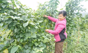 Đưa cây dược liệu đến các xã vùng cao Đà Bắc