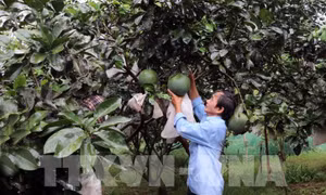 Ứng dụng công nghệ truy xuất nguồn gốc Bưởi Hoài Ân