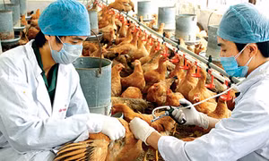 Trà Vinh tập trung tiêm phòng vaccine để phòng, chống dịch bệnh trên gia súc, gia cầm