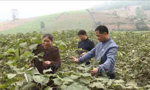 Trồng cây gai xanh - Hướng mới thoát nghèo của người dân huyện miền núi Cẩm Thủy