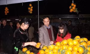 Cam sành Hàm Yên. Ảnh: TTXVN