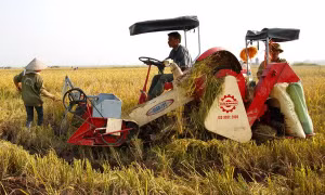 Nông dân huyện Kiến Xương (Thái Bình) sử dụng máy gặt đập liên hợp vào thu hoạch lúa vụ mùa. Ảnh: Ngọc Hà-TTXVN