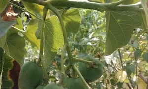 Quả cây vông ăn có vị bùi như hạt mít nhưng nếu ăn vào sẽ bị ngộ độc. Ảnh: suckhoedoisong.vn