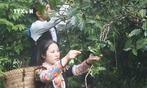 Lai Châu: Biến món quà quý từ thiên nhiên thành sản phẩm chủ lực
