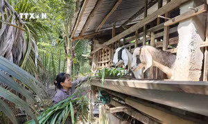 Tín dụng chính sách – chìa khóa giảm nghèo bền vững của người dân Bến Tre