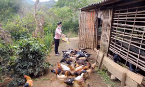 Gia đình chị Lò Thị Bang ở bản Muồng, xã Muổi Nọi (Thuận Châu, Sơn La) phát triển chăn nuôi từ vốn vay của Ngân hàng Chính sách xã hội huyện Thuận Châu. Ảnh: Quang Quyết - TTXVN 