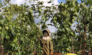Nông dân huyện Mang Yang thu hoạch chanh dây. Ảnh: gialai.gov.vn