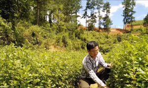 Năm 2020, các địa phương trong tỉnh Yên Bái đã gieo ươm trên 100.000 cây giống các loại. Ảnh: Đức Tưởng - TTXVN