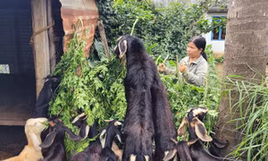 Đoàn kết giảm nghèo, xây dựng nông thôn mới ở xã Gào anh hùng
