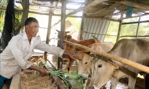 Ông Kim Mực, xã Đông Bình (thị xã Bình Minh, tỉnh Vĩnh Long) chăm sóc bò từ nguồn vốn vay của địa phương. Ảnh: Lê Thúy Hằng – TTXVN
