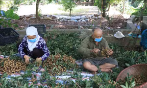 Hợp tác xã đầu tiên tại Hưng Yên xuất khẩu nhãn sang thị trường EU