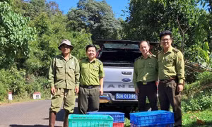 Lực lượng cứu hộ động vật thả thú hoang về Vườn Quốc gia Bù Gia Mập. Ảnh: TTXVN phát