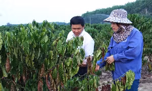 Nhiều cây cà phê tái canh của gia đình chị Nguyễn Thị Hồng (thôn 2, xã Hà Mòn, huyện Đăk Hà, tỉnh Kon Tum) bị cháy lá, khô quả do thiếu nước tưới. Ảnh: Khoa Chương - TTXVN