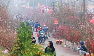 Trình phương án nghỉ Tết Nguyên đán 2024 từ 29/12 tháng Chạp