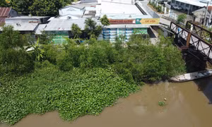 “Kè xanh”giữ đất, phòng sạt lở hiệu quả