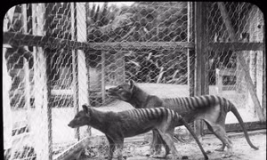 Australia nghiên cứu hồi sinh hổ Tasmania