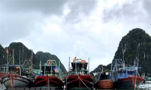 Các tỉnh, thành phố từ Quảng Ninh đến Quảng Ngãi chủ động ứng phó với bão số 3