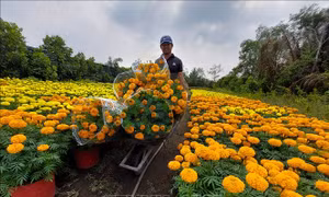 Tất bật đưa hoa, cây cảnh Chợ Lách ra thị trường phục vụ Tết