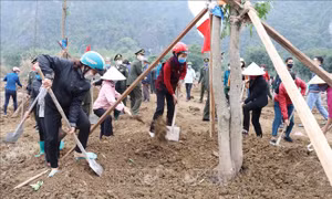 Ninh Bình phấn đấu trồng 1 triệu cây xanh và 40 ha rừng trong năm 2021