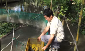 Mô hình nuôi cá chạch lấu của ông Huỳnh Văn Ba, xã Đại Phước, huyện Càng Long. Ảnh: Thanh Hòa - TTXVN