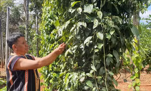 Biết áp dụng khoa học kỹ thuật vào sản xuất, ông Rơ Mah Chel là một trong những người đi đầu trong hoặt động phát triển kinh tế của làng Krêl. Ảnh: Hồng Điệp - TTXVN