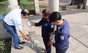 Phòng chống hạn, mặn: Vùng dự án ngọt hóa Gò Công gồng mình ứng phó