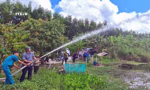 Rừng ở U Minh Hạ Cà Mau đã thoát hiểm