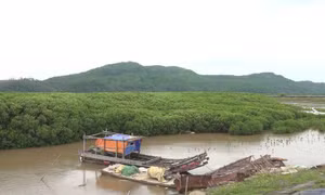 Rừng ngập mặn là sinh kế của nhiều người dân ở các xã ven biển huyện Nga Sơn, tỉnh Thanh Hóa. Ảnh: baotainguyenmoitruong.vn