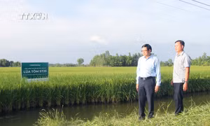 Giá lúa tăng cao, nông dân Bạc Liêu kỳ vọng vụ mùa bội thu