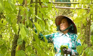 Đưa làng trầu Vị Thủy trở thành điểm du lịch ấn tượng