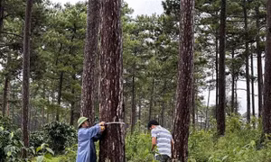 Vụ đầu độc rừng thông ở Lâm Đồng: Thành lập các đội tuần tra, bảo vệ rừng