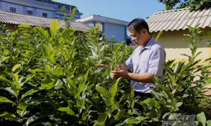 Cán bộ Phòng Nông nghiệp và Phát triển nông thôn huyện Trùng Khánh kiểm tra chất lượng vườn ươm cây hạt dẻ. Ảnh: nongnghiep.vn