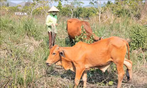 Tạo đòn bẩy đưa hai huyện miền núi của Khánh Hòa thoát nghèo