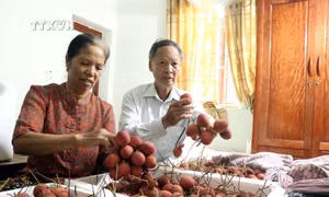 Vải trứng Hưng Yên đắt khách