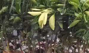 Mưa đá giữa mùa khô gây thiệt hại hoa màu ở huyện Lạc Dương, Lâm Đồng