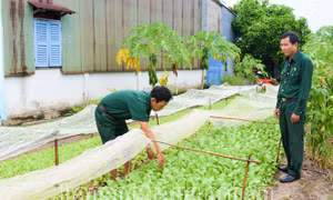 Hiệu quả từ mô hình Tổ hợp tác trồng màu đa canh Chi hội CCB ấp Thuận Hòa, xã Gia Hòa 2, huyện Mỹ Xuyên (Sóc Trăng). Ảnh: baosoctrang.vn