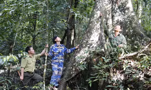 Lực lượng Kiểm lâm và chủ rừng phải kiểm tra nghiêm ngặt các khu rừng trọng điểm dễ cháy. Ảnh: Nam Sương - TTXVN