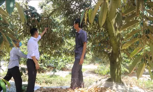 Tiền Giang: Quỹ Hỗ trợ nông dân - Kênh trợ vốn hiệu quả