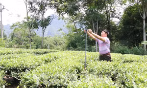 Cán bộ xã Bình Long hướng dẫn lắp đặt hệ thống van xoay tưới chè cho bà con xã Bình Long, huyện Võ Nhai. Ảnh: Hoàng Nguyên - TTXVN