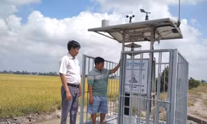 Đồng Tháp ứng dụng hiệu quả công nghệ trong dự tính, dự báo sâu bệnh