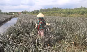 Mùa thu hoạch dứa của bà con nông dân vùng Đồng Tháp Mười (huyện Tân Phước, tỉnh Tiền Giang). Ảnh: Minh Trí - TTXVN
