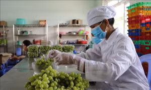 Sơ chế, đóng gói sản phẩm nho xanh tại Công ty TNHH Sản xuất và Thương mại nông sản Thái Thuận – Ninh Thuận (xã Nhơn Sơn, huyện Ninh Sơn) để chuẩn bị đưa lên sàn giao dịch thương mại điện tử. Ảnh: Nguyễn Thành – TTXVN