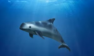 Cảnh báo nguy cơ tuyệt chủng loài cá heo vaquita