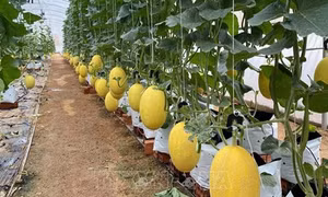 Trồng dưa lưới thu lãi tiền tỷ ở Hưng Yên