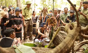 Cúng Thần rừng - giữ rừng thêm xanh