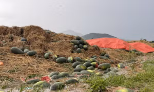 Gia Lai: Đề nghị hỗ trợ nông dân trồng dưa hấu bị thiệt hại do mưa lớn