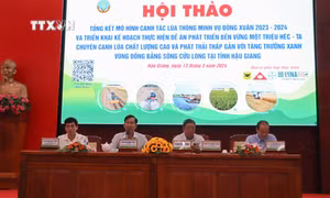 Hậu Giang xây dựng mô hình canh tác lúa phù hợp điều kiện từng vùng
